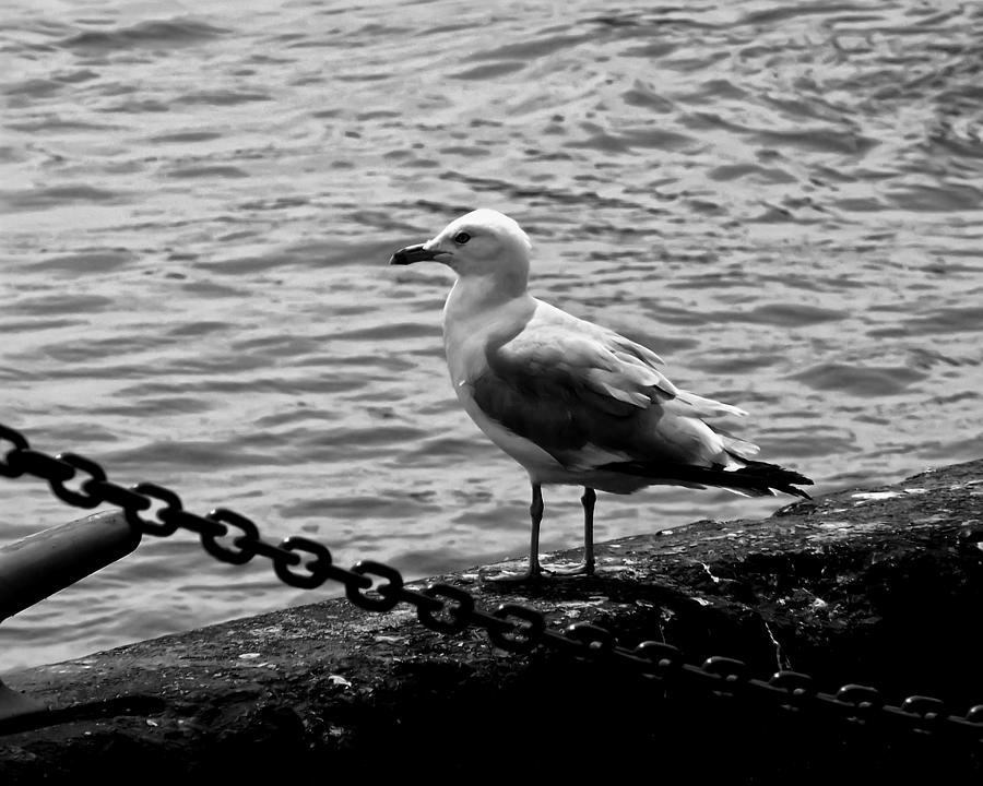 Seagull Photograph - Navy Pier Seagull by Flees Photos