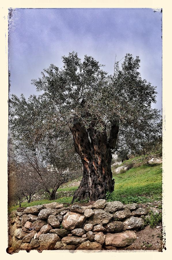 Nazareth Olive Tree Photograph by Mark Fuller