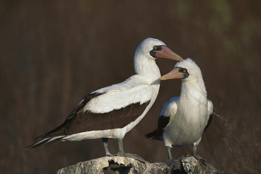 Nazca Booby Pair At Nest Site Galapagos Photograph by Tui De Roy