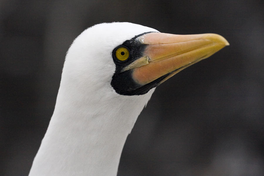 Nazca Booby Portrait Photograph by Sally Weigand