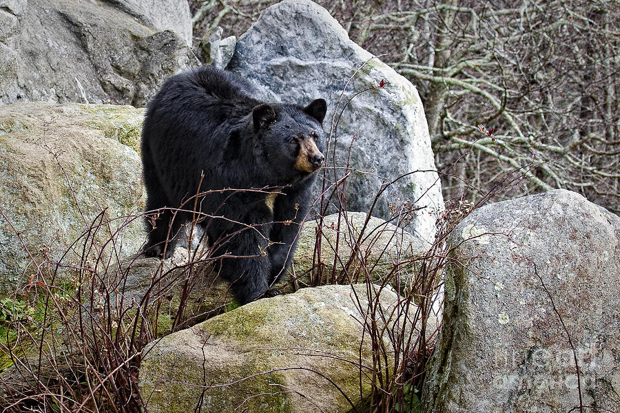 Black Bear In the Rocks Photograph by Ronald Lutz