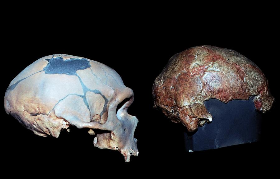 neanderthal vs cro magnon