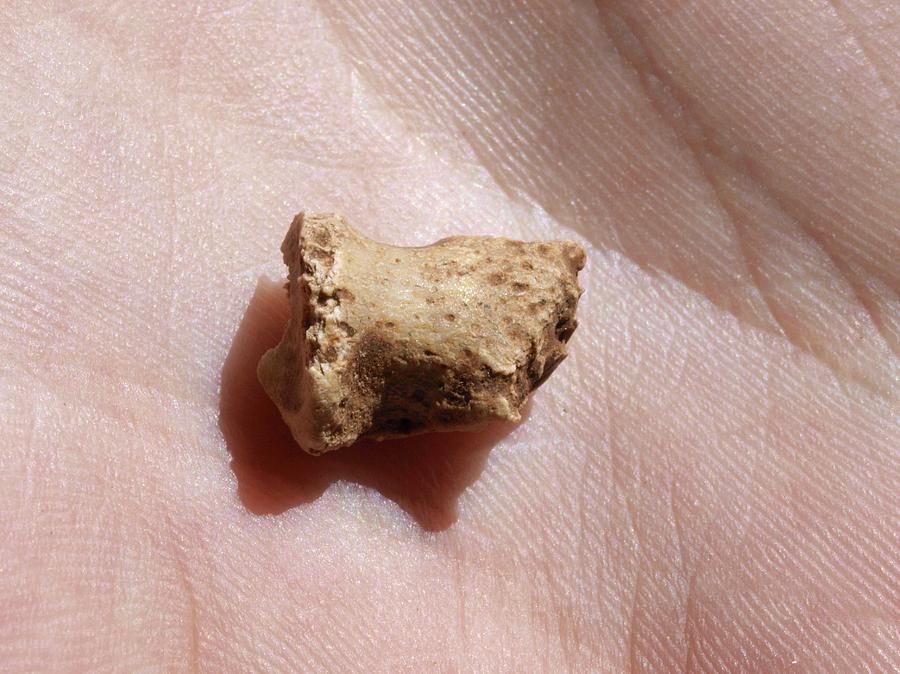 Neanderthal Foot Bone Fossil Photograph by Javier Trueba/msf/science