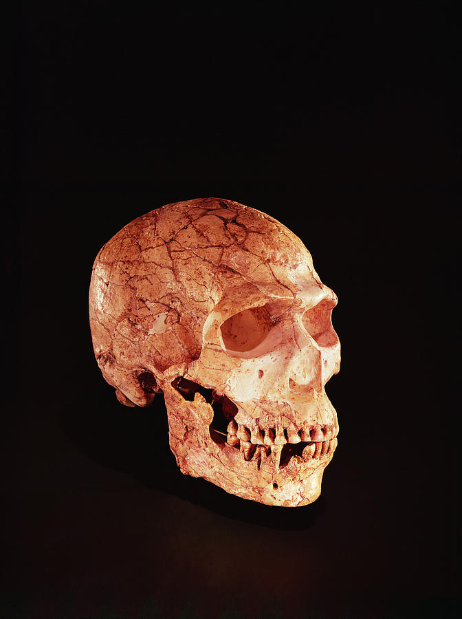 Paleolithic Photograph - Neanderthal Skull, Discovered On Mt Carmel, Palestine C.1920 Bone by Prehistoric