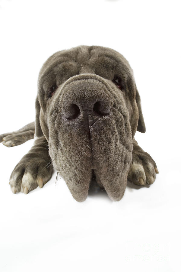 Dog Photograph - Neapolitan Mastiff Nose by Jean-Michel Labat