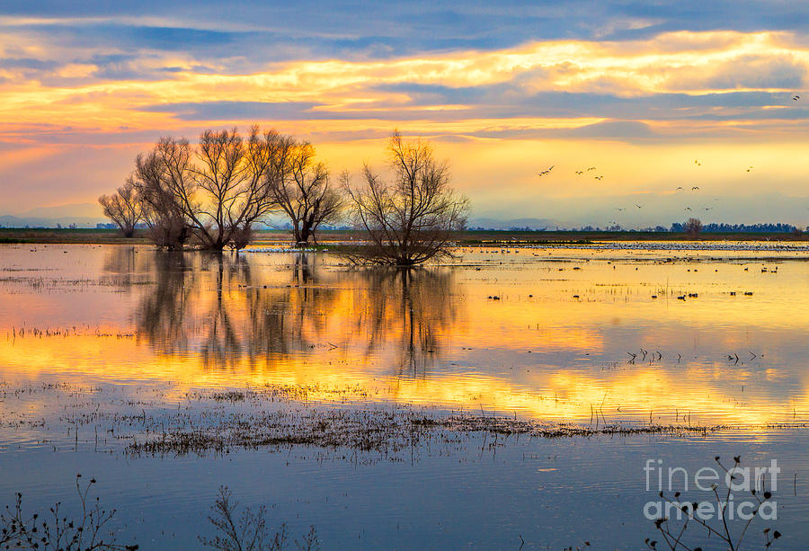 Near Sunset At The Merced Refuge Photograph by Mimi Ditchie