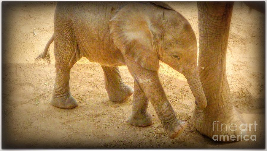 Nearby Baby Elephant  Photograph by Susan Garren