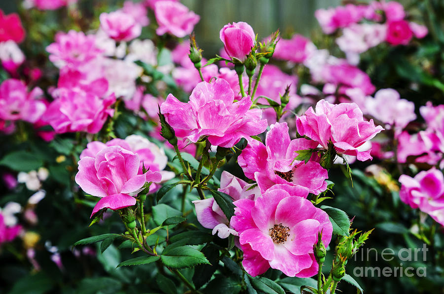 Nearly Wild Roses Photograph by Paul Mashburn