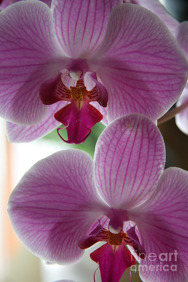 Orchid Photograph - Neat Faces by Christiane Schulze Art And Photography