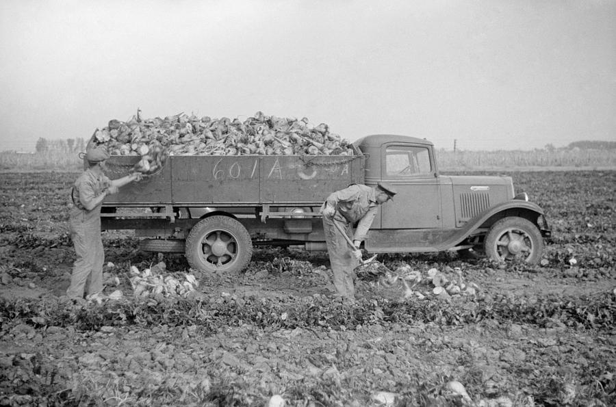 Nebraska Beet Farm, 1938 Photograph by Granger