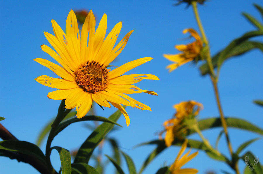 Nebraska Flower Photograph by Tara Roberts Fine Art America