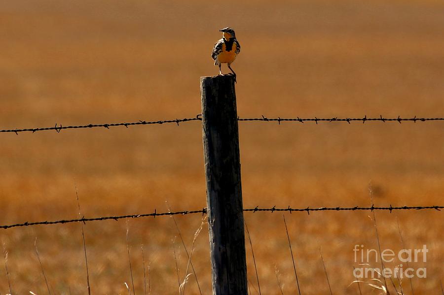 Nebraskas Bird Photograph by Elizabeth Winter