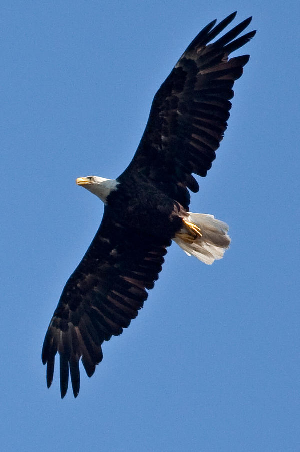 Eagle Photograph - Necedah Soaring Eagle by Natural Focal Point Photography