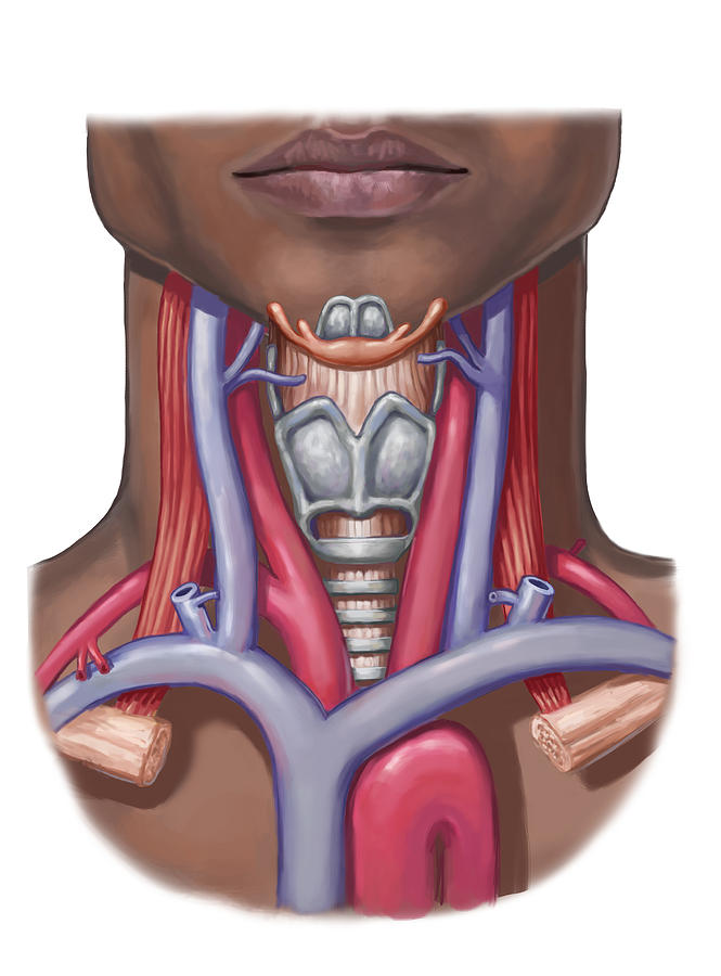 Neck Anatomy, Illustration Photograph by Spencer Sutton - Fine Art America