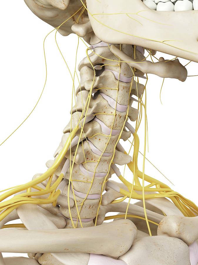 Neck Bones And Nerves Photograph by Sciepro - Fine Art America