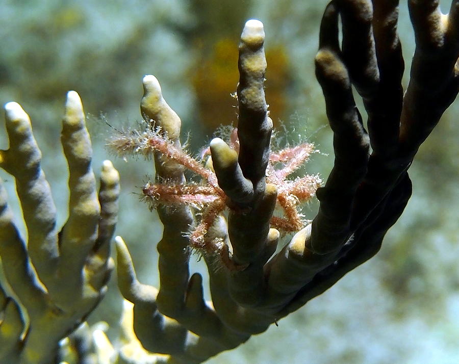 Neck Crab - Macro Undersea Reef Life Photograph by Amy McDaniel