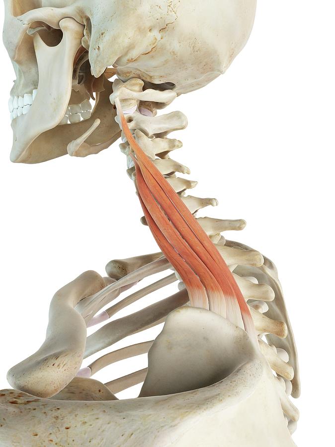 Illustration Photograph - Neck Muscle by Sciepro