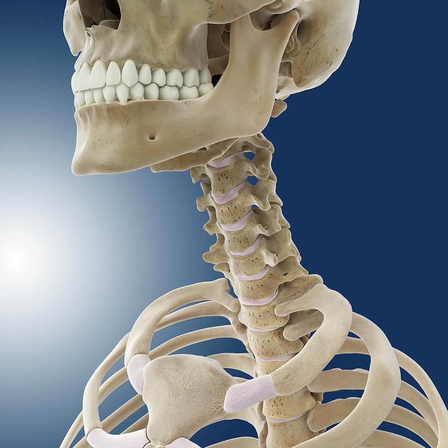  Neck Photograph by Springer Medizin/science Photo Library - Pixels