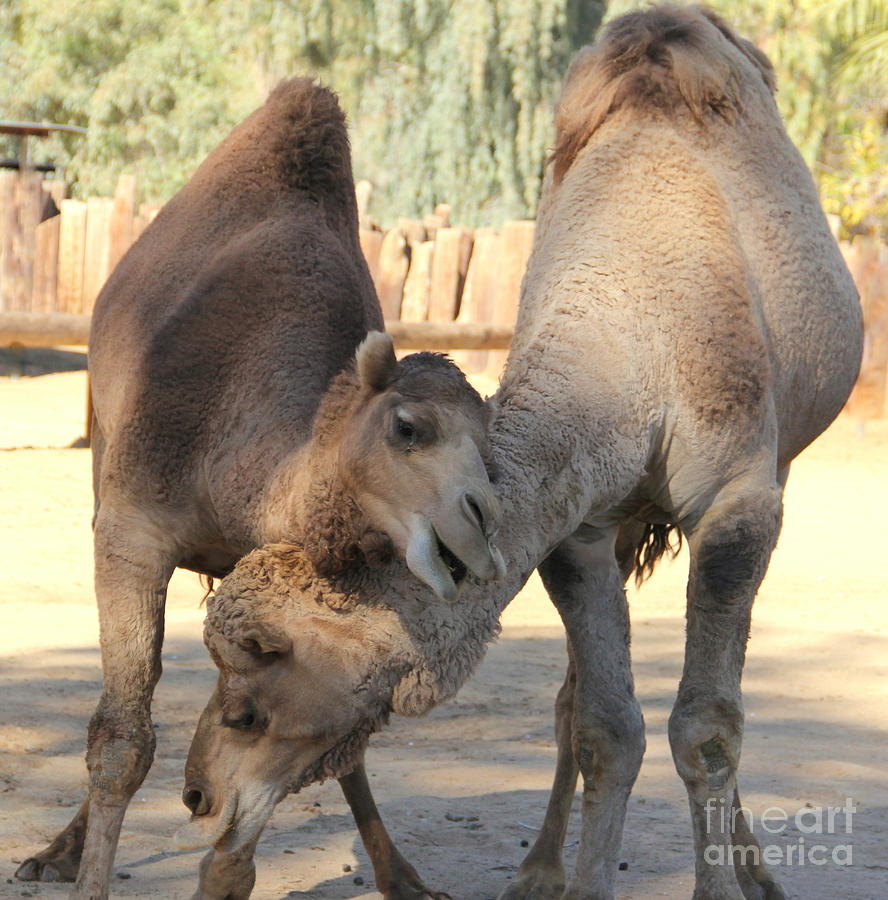 Necking Camels Photograph by Carol Komassa
