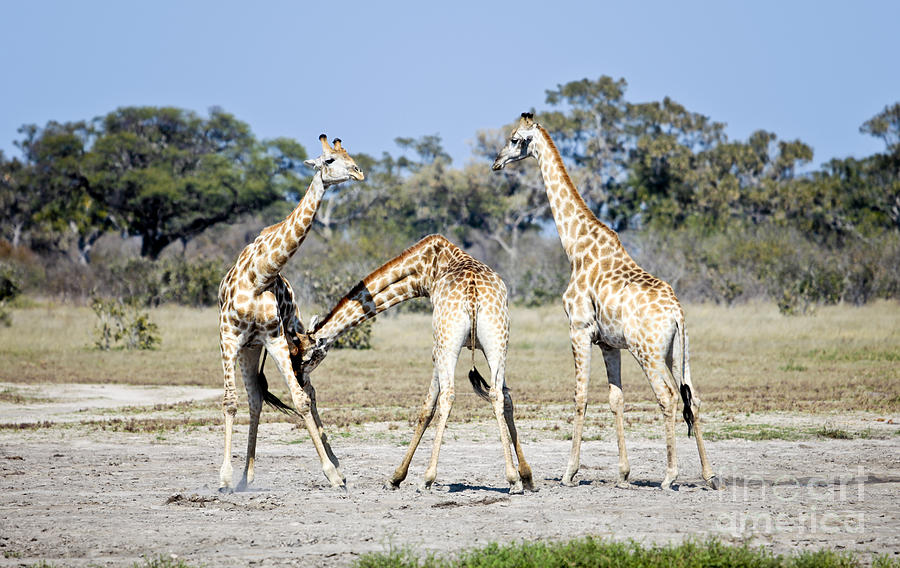 Necking Giraffes Botswana Photograph by Liz Leyden