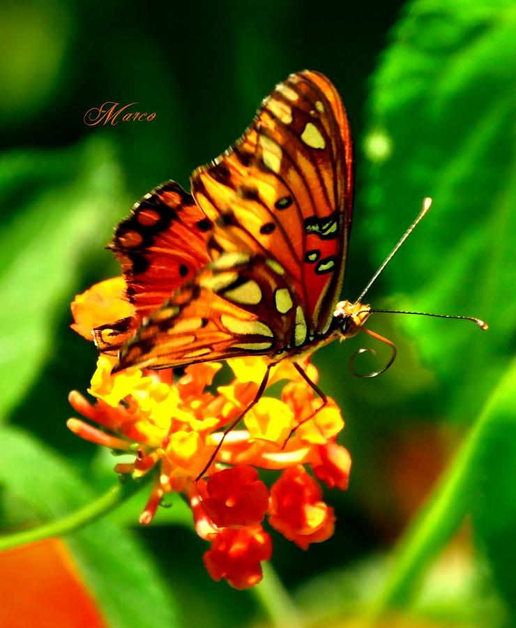 Butterfly Photograph - Nectar love by Marco  Tabarez