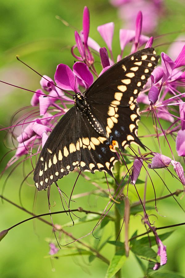 Nectar Sampler Photograph by Theo OConnor