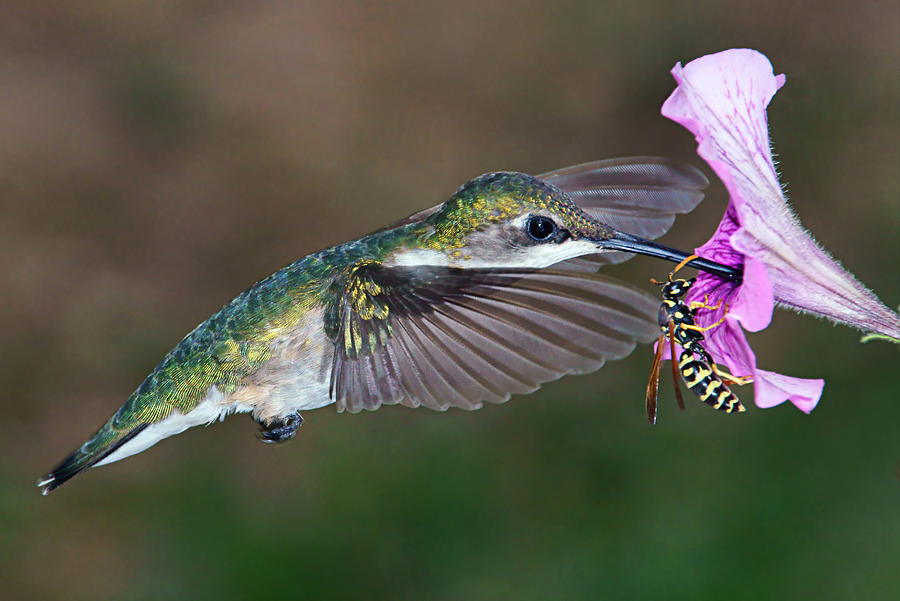 Nectar Wars Photograph by Leda Robertson