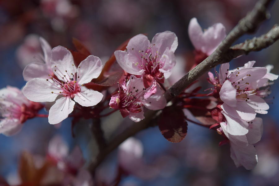 Nectarine Blossoms Photograph by Frank Wilson