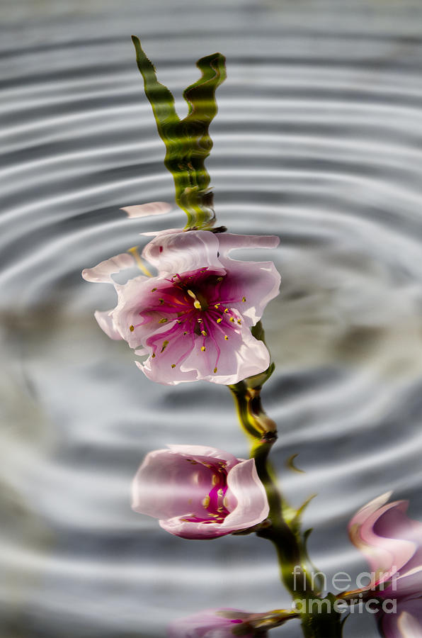 Still Life Photograph - Nectarine ripples by Steev Stamford