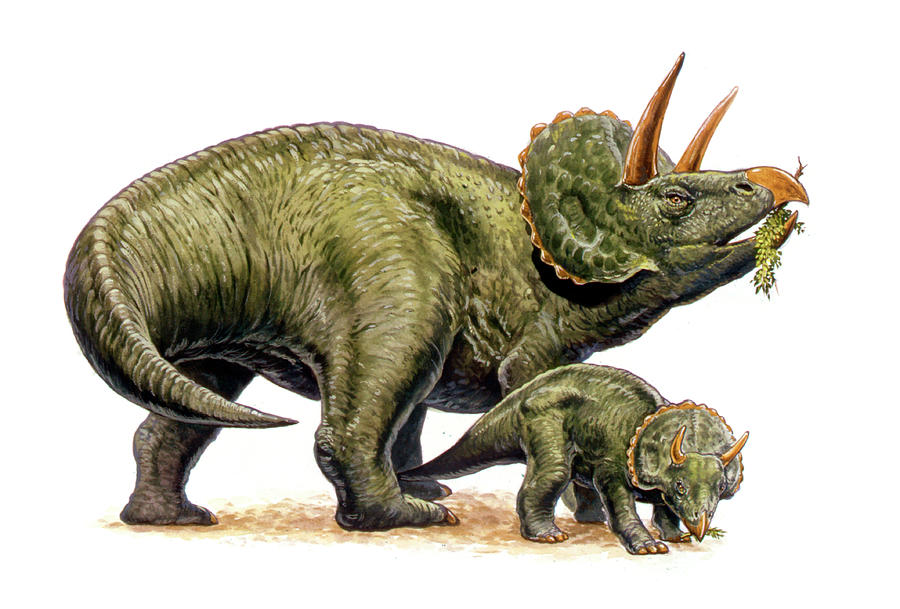 Prehistoric Photograph - Nedoceratops Dinosaurs by Deagostini/uig