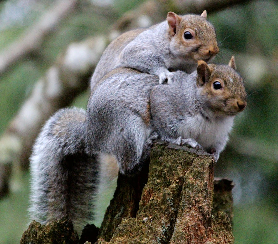 Fifty Shades Of Gray Squirrel #1 Photograph by Kym Backland