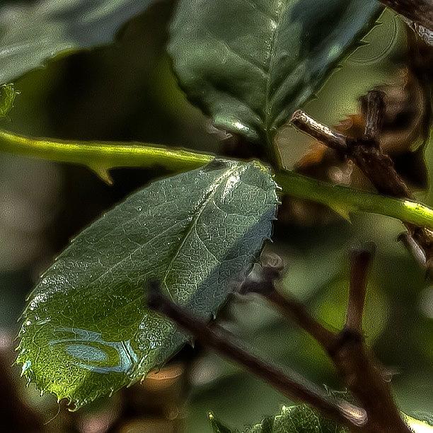 Rose Photograph - Need A Drink? #hdr #water #roses #leaf by Chad Schwartzenberger