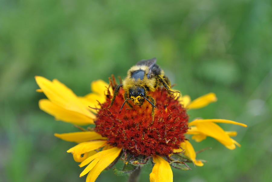 Need more pollen Photograph by Jim Hogg - Fine Art America