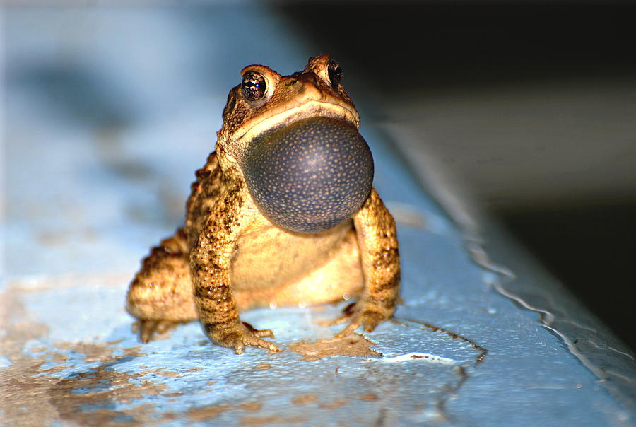Frog Photograph - NeeDeep by Audie Thornburg
