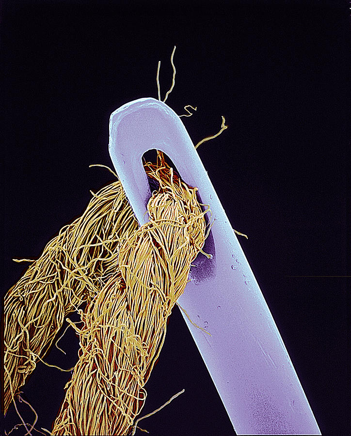 Needle And Thread Photograph by Susumu Nishinaga/science Photo Library