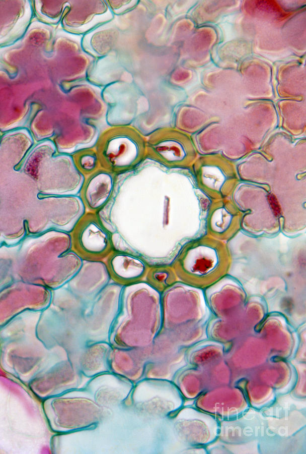 Needle-like Pine Leaf Cross-section Lm Photograph by De Agostini Picture Library