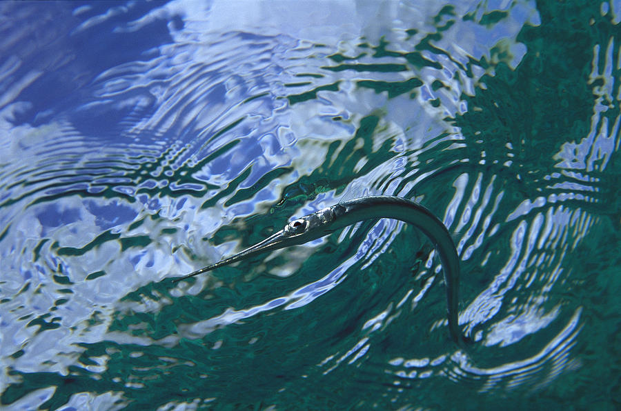 Needlefish On Water Surface Bonaire Photograph by Flip Nicklin