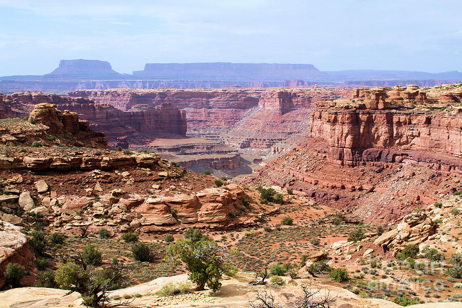 Canyonlands National Park Photograph - Needles Grand Canyon by Adam Jewell