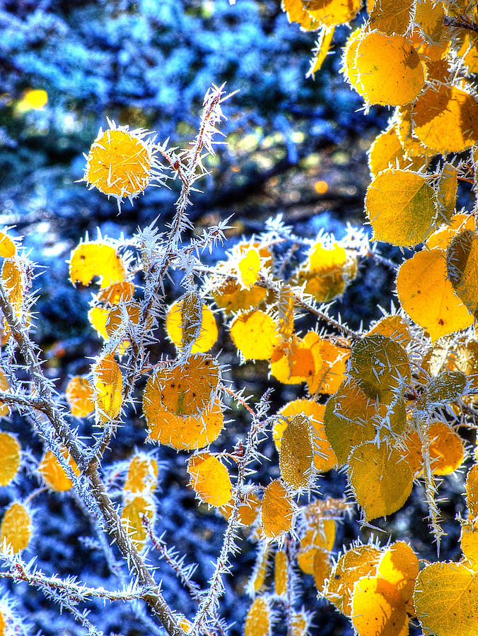 Needles of Frost Photograph by Michael Scott