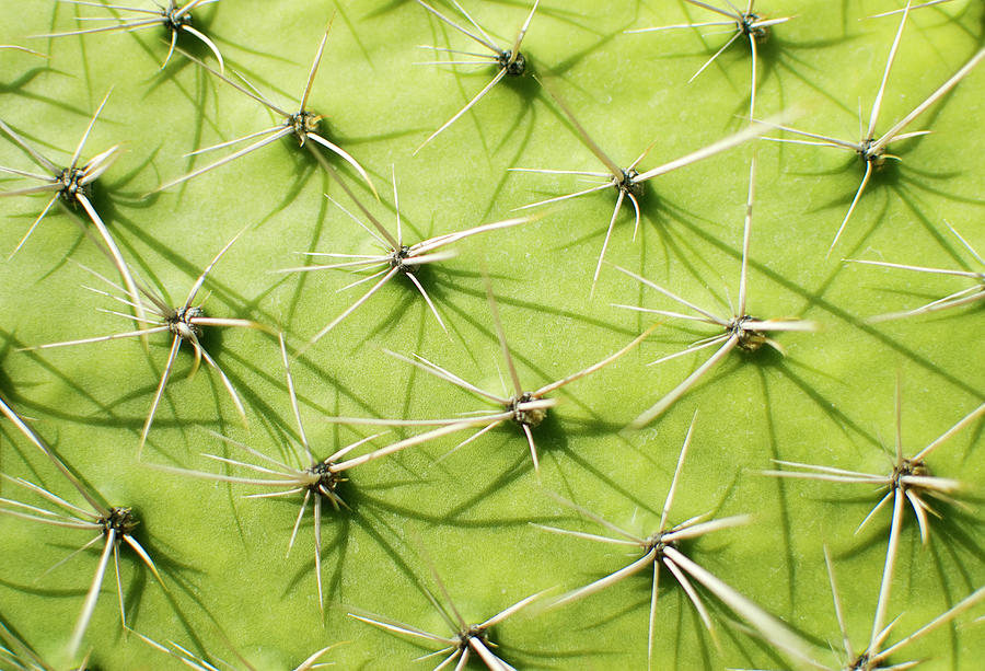 Needles On Agave Cactus Photograph by Pete Starman