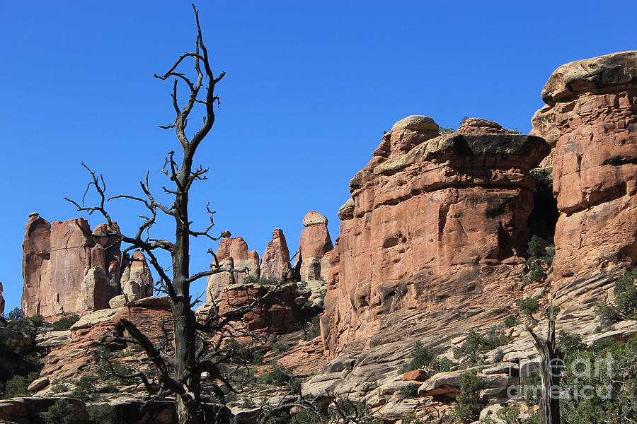 Needles View Photograph by Tonya Hance - Fine Art America