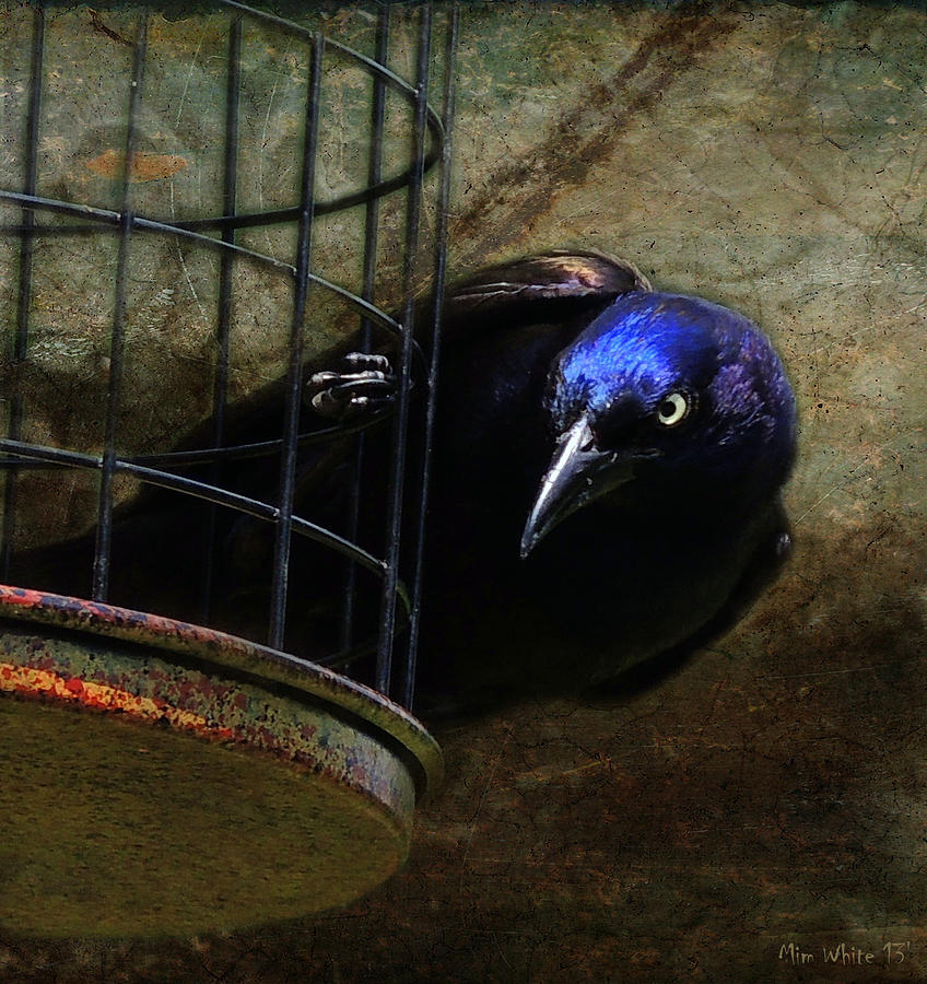 Crow Photograph - Nefarious Eye by Mim White