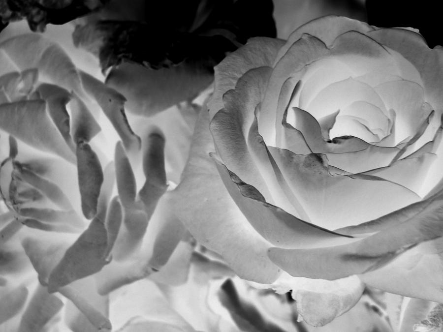 Flower Photograph - Negative Roses by Stacie Adams