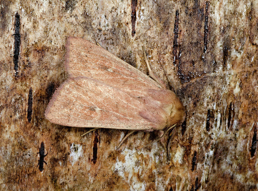 Neglected Rustic Moth by Science Photo Library
