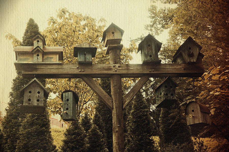 Bird Photograph - Neighborhood Flock by Laurie Perry
