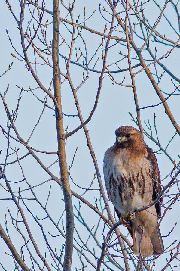 Neighborhood Hawk Photograph by Natural Focal Point Photography