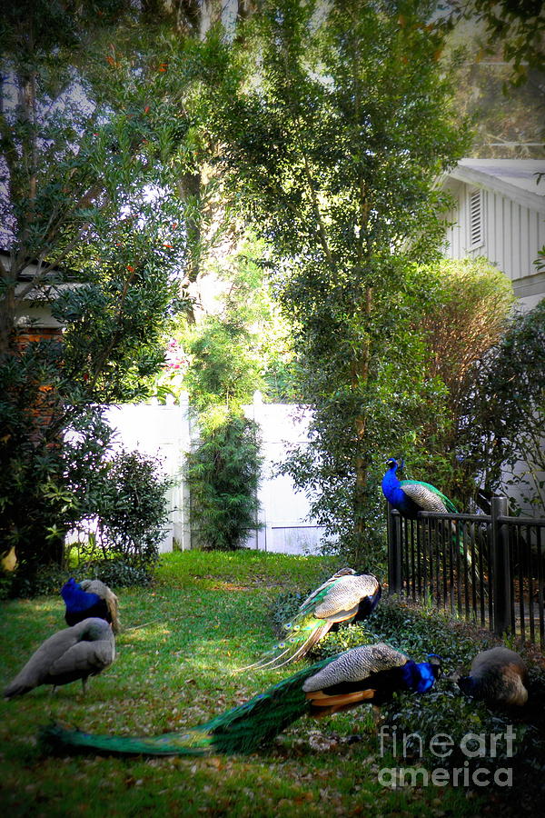 Neighborhood Peacocks Photograph by Valerie Reeves