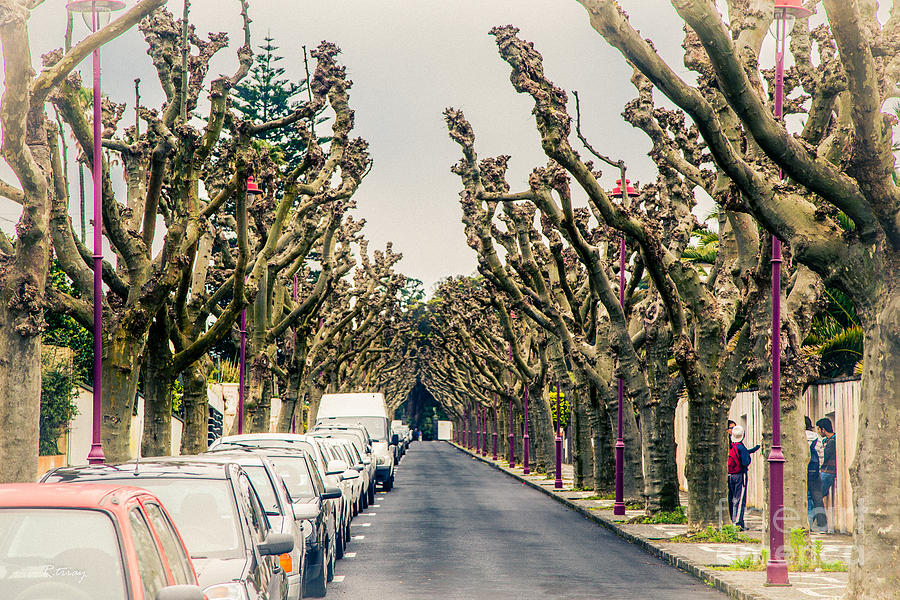 Neighborhood Street in the Azores Photograph by Rene Triay FineArt Photos