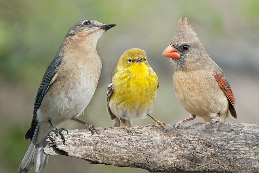 Bird Photograph - Neighbors by Bonnie Barry