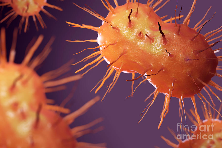 Pathogenic Bacteria Photograph - Neisseria Gonorrhoeae Bacteria by Science Picture Co